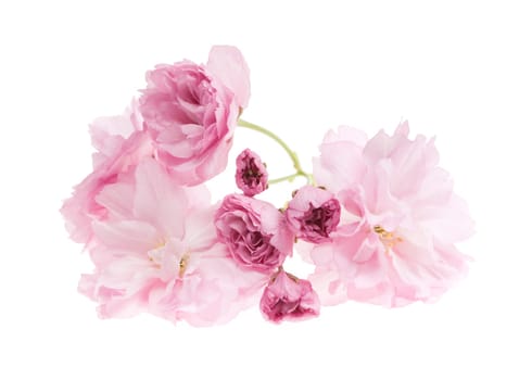 Pink cherry blossom flowers close up isolated on white background