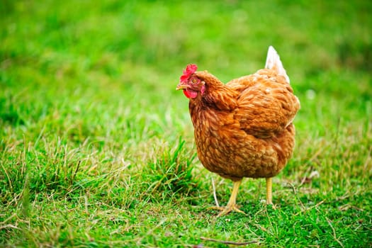 Free range happy Rhode Island Red chicken walking on grass