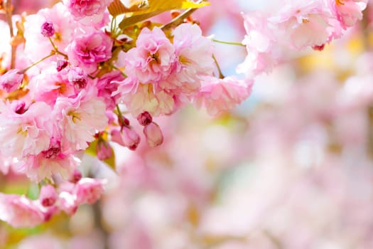 Pink spring background with cherry blossom flowers on flowering tree branch blooming in orchard