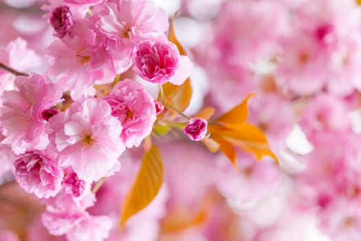Pink cherry blossom flowers on flowering tree branch blooming in spring orchard with copy space