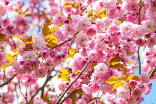 Pink cherry blossom flowers on flowering tree branches blooming in spring orchard