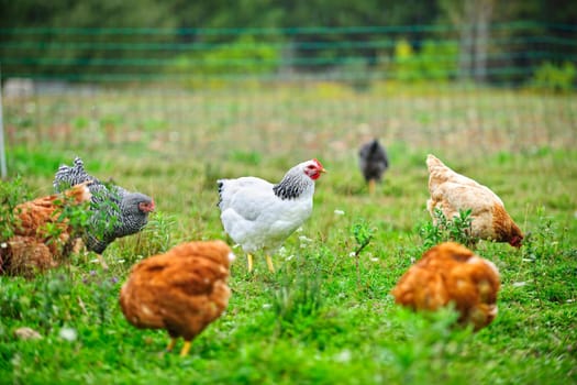 Various free range chickens feeding on grass at organic farm