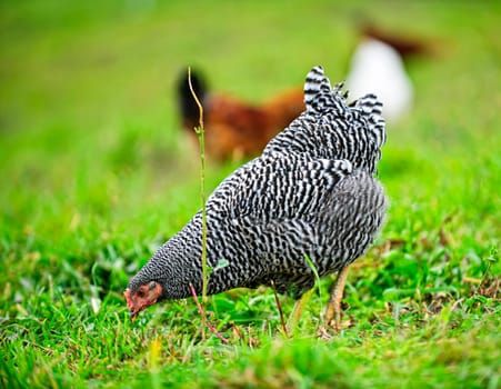 Free range happy chickens feeding on green grass in pasture