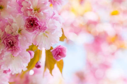 Pink cherry blossom flowers on flowering tree branch blooming in spring orchard with copy space