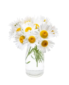 Wildflower bouquet of oxeye daisies isolated on white background