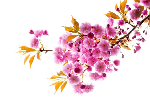 Branch with pink cherry blossom flowers isolated on white background