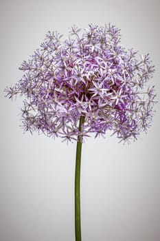 Pink and purple flowering onion flower head on white background