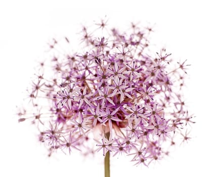Pink and purple flowering onion flower isolated on white background