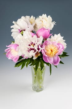 Bouquet of pink and white peony flowers on gray background, studio shot