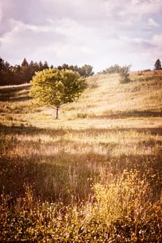 Summer landscape of countryside with single tree on warm afternoon. Ontario, Canada.
