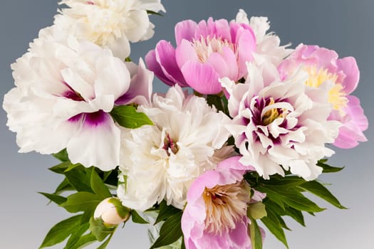 Bouquet of pink and white peony flowers on gray background, studio shot
