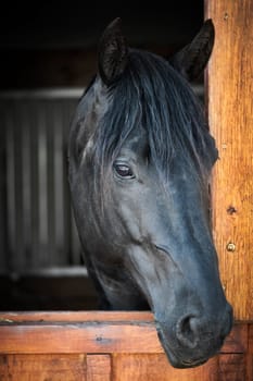 Head shot of a black horse looking out stable window