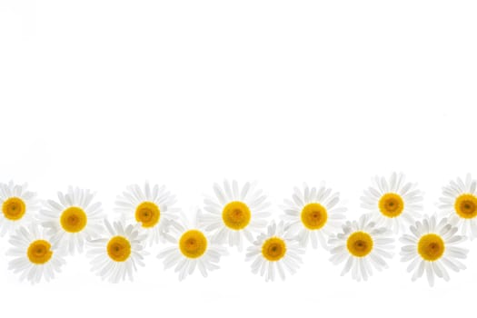 Flower border of oxeye daisies isolated on white background