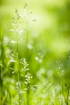 Summer flowering grass and green plants in June sunshine with copy space