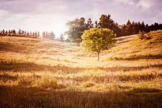Summer landscape of countryside with single tree on warm afternoon. Ontario, Canada.