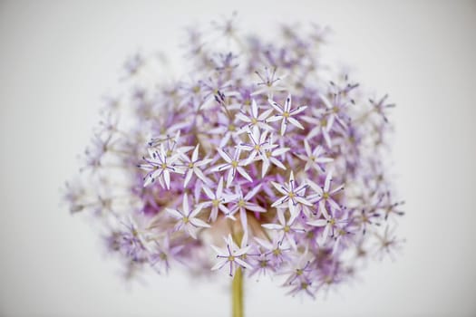 Pink and purple flowering onion flower head on white background