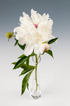 Studio shot of one white peony flower in a vase on gray background