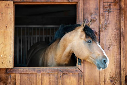 Curious brown horse looking out stable window