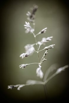 Macro closeup of flowering grass - natural details