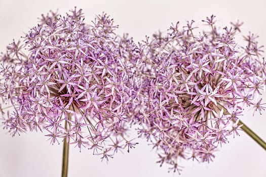 Macro closeup of pink and purple flowering onion flowers