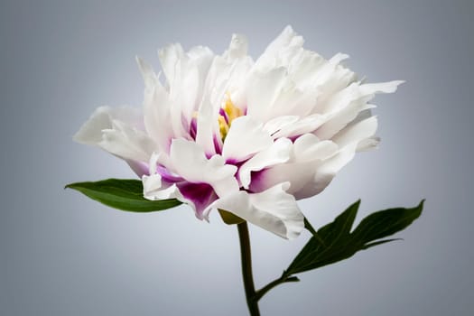 Studio closeup shot of one white and purple peony flower on gray background