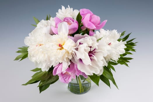 Bouquet of fresh pink and white peony flowers on gray background, studio shot