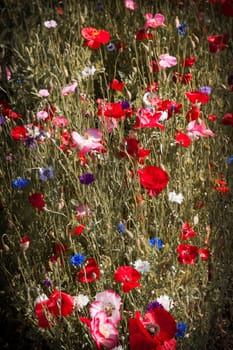 Red and pink poppies with other wildflowers in summer meadow