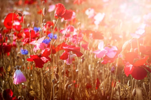 Red and pink poppies with wildflowers in sunny summer meadow