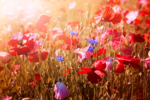 Red and pink poppies with wildflowers in sunny summer meadow