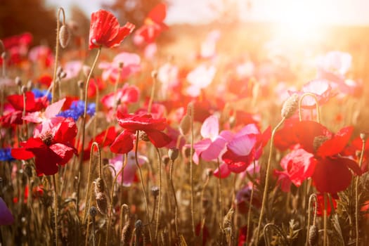 Red and pink poppies with wildflowers in sunny summer meadow