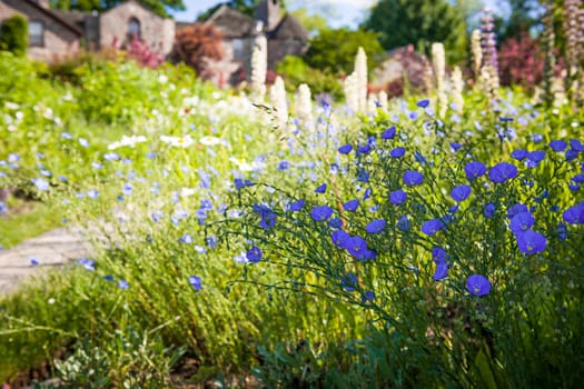 Blue flax flowers blooming along path in summer garden