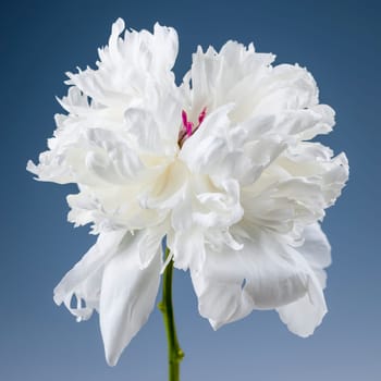 Studio closeup shot of one white peony flower on blue background