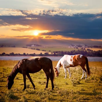 Horses grazing in a rural pasture at sunset with view of countryside