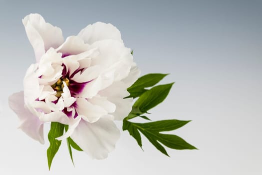 Studio shot of one white and purple peony flower from above on gray background