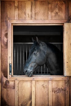 Profile of black horse looking out stable window