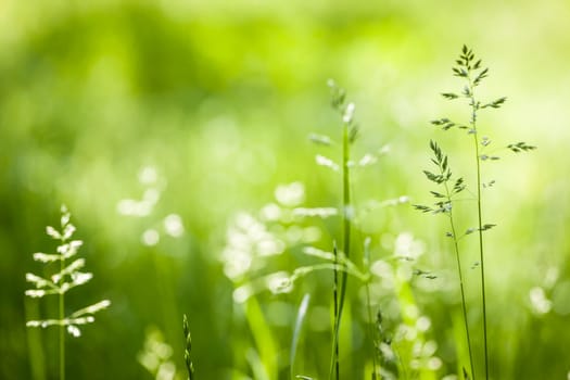 Summer flowering grass and green plants in June sunshine with copy space