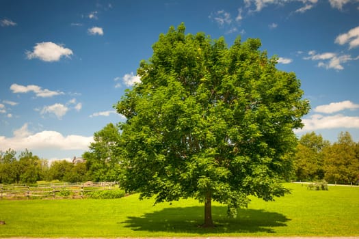 Large single maple tree on sunny summer day in green field with blue sky
