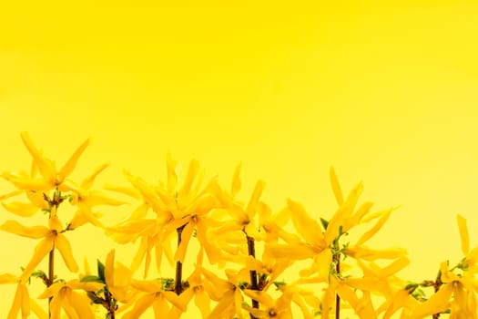 Spring yellow background with fresh forsythia flowers