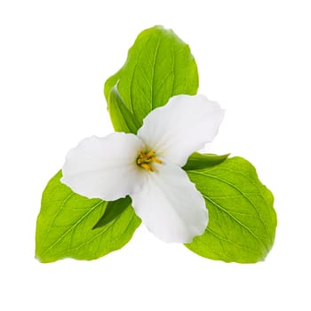 Trillium Ontario provincial flower with leaves isolated on white background