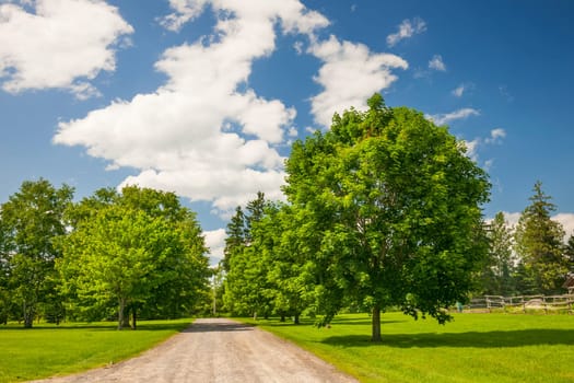 Summer landscape with rural road, lush maple trees and blue sky