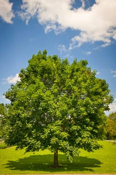 Large single maple tree on sunny summer day in green field with blue sky