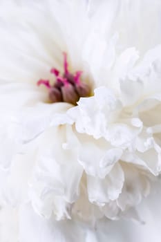 Studio macro shot of white peony flower head with focus on petals