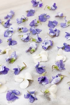 Candied sugared violet flowers drying on parchment paper