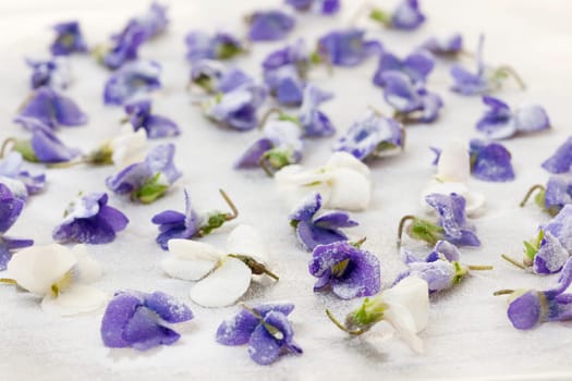 Candied sugared violet flowers drying on parchment paper
