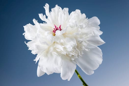 Studio closeup shot of one white peony flower on blue background