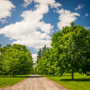 Summer landscape with rural road, lush maple trees and blue sky