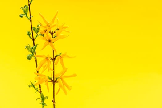 Spring yellow background with fresh forsythia flowers and branches
