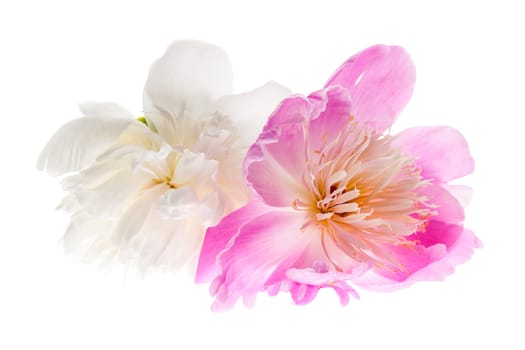 Two peony flowers isolated on white background