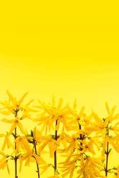 Spring yellow background with fresh forsythia flowers