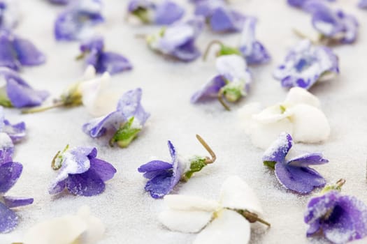 Candied sugared violet flowers drying on parchment paper
